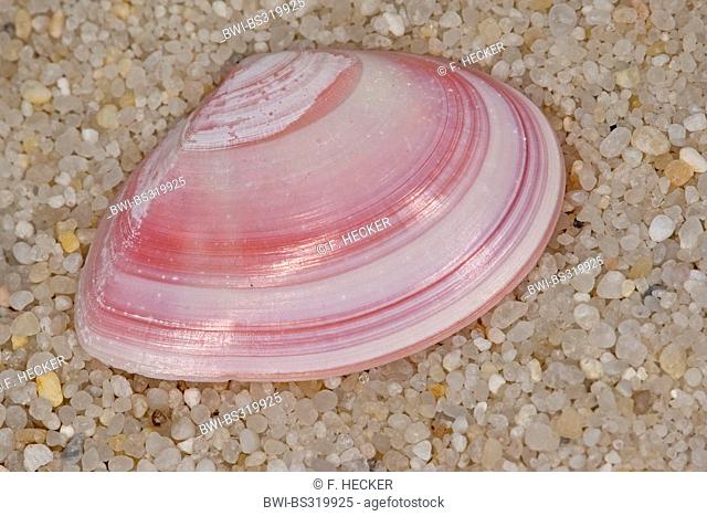 Baltic macoma (Macoma balthica, Macoma baltica, Tellina balthica), shell lying on thr beach, Germany