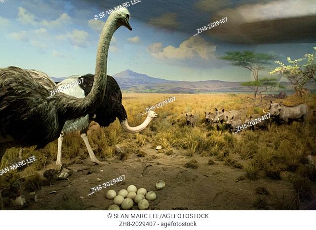 A pair of ostriches defend their nest from wild boars in a diorama display