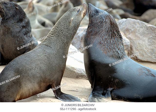 two South African fur seals - male and female / Arctocephalus pusillus