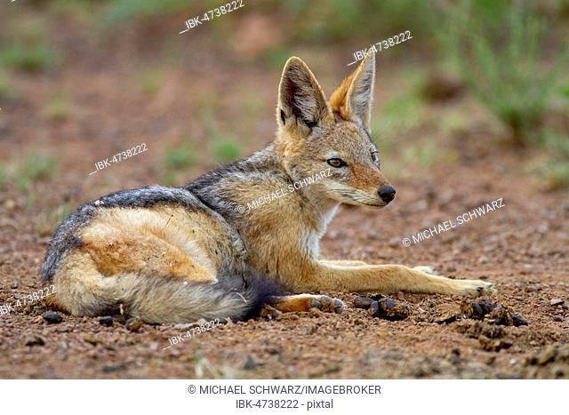 Black-backed Jackal (Canis mesomelas), adult, attentive, lying, Pilanesberg National Park, Pilanesberg Game Reserve, South Africa