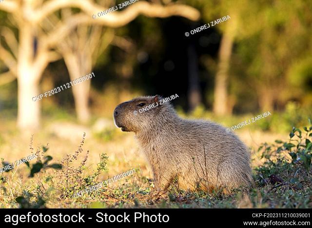 Capybara in tropical Pantanal, Brasil, July 8, 2017. (CTK Photo/Ondrej Zaruba)