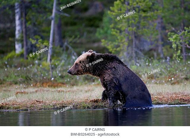 European brown bear Ursus arctos arctos, climbing out of forest pool, Finland