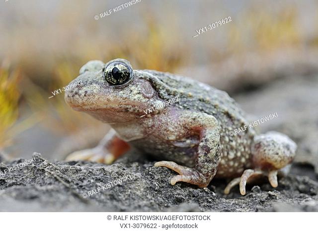Common midwife Toad ( Alytes obstetricans )sitting in typical rocky environment, wildlife, Europe. .