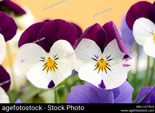 Horned violet (Viola cornuta), North Rhine-Westphalia, Germany