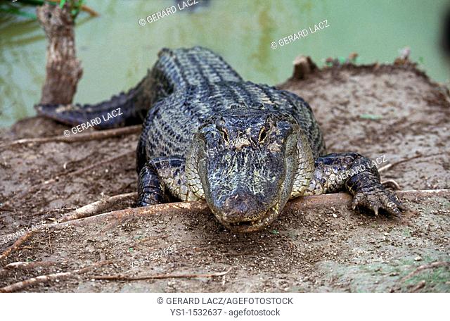American Alligator, alligator mississipiensis, Adult emerging from Water