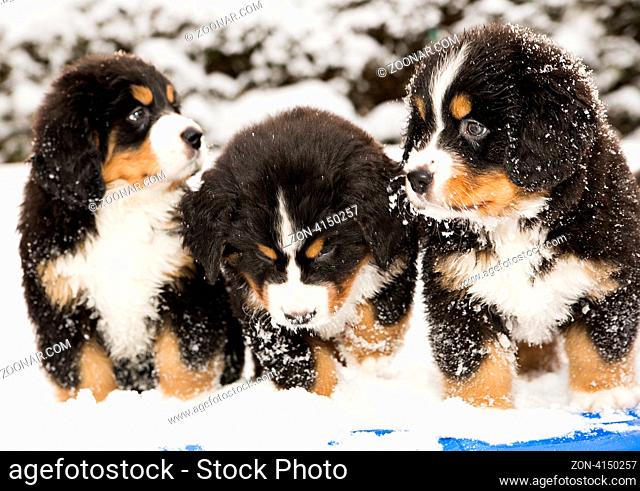 Bernese dog puppest are halfly snowy and wet