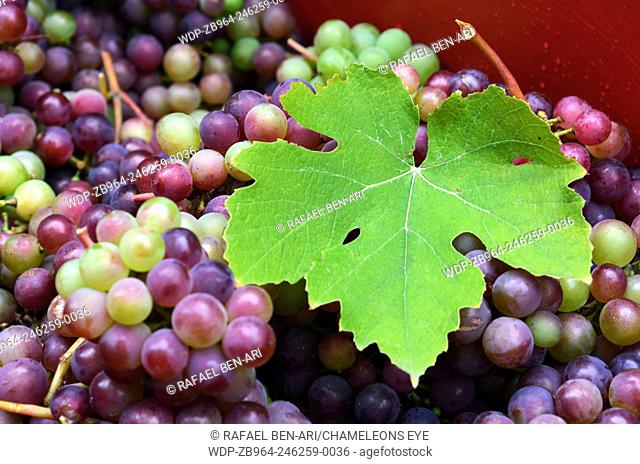 Larg vine leaf over a bunch of hand-picked red wine grapes. Ripe grapes from the vineyard. Wine concept. Photo by Rafael Ben-Ari/Chameleons Eye