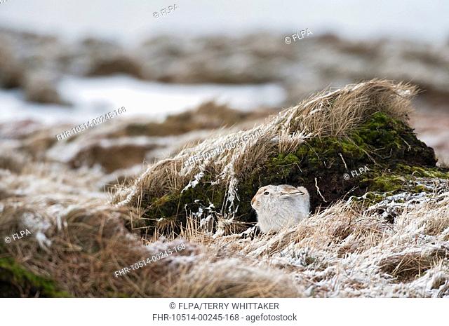 Mountain Hare Lepus timidus adult, winter coat, sitting on moorland in snow, Peak District, Derbyshire, England, winter