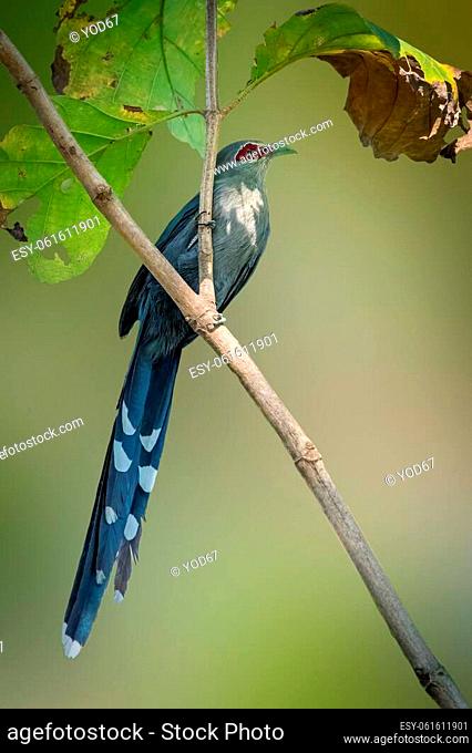 Image of green-billed malkoha (Phaenicophaeus tristis) perched on a tree branch. Birds. Wild Animals