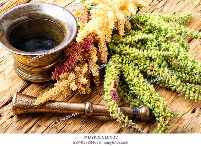 Amaranth or amaranthus.Amaranth inflorescences on a table with mortars.Alternative medicine herbal