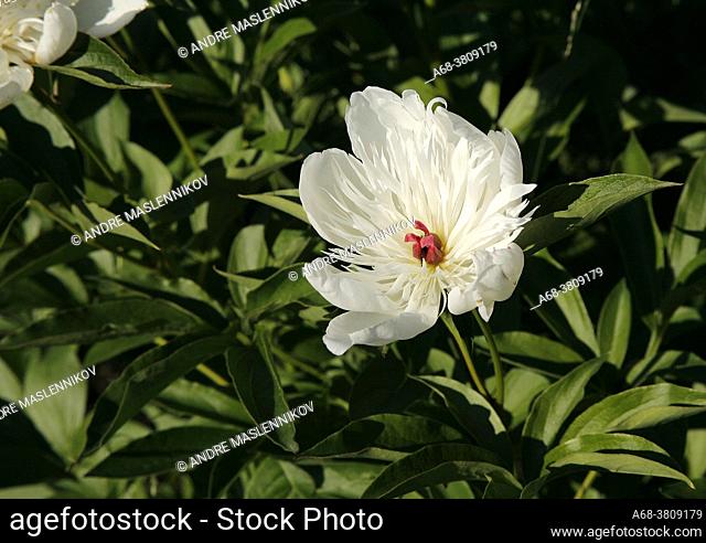 Flowering white single-leafed peony