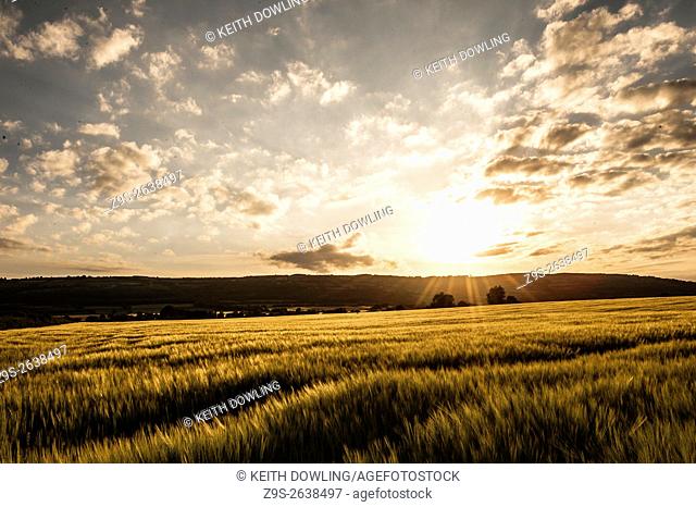 Sunset over Barley Field near Harvest.Milford County Carlow, Ireland