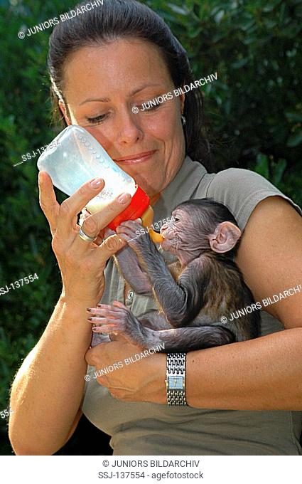 woman feeding young Barbary Macaque