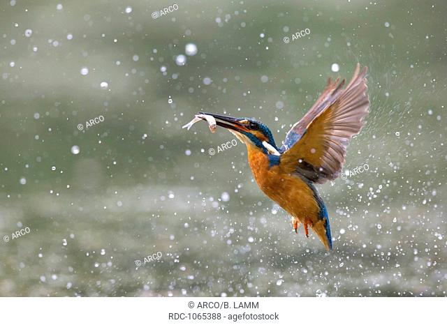 River Kingfisher, male, North Rhine-Westphalia, Germany / (Alcedo atthis)