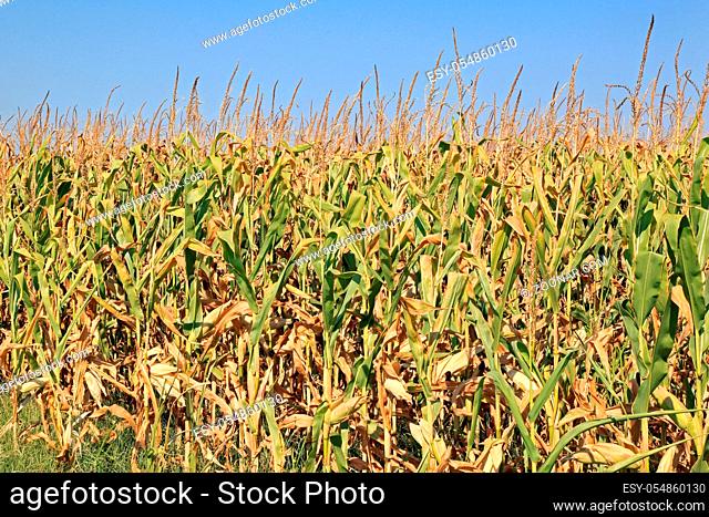 Corn Field Maize Plants Ready for Harvest