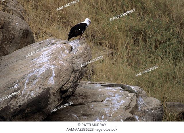 Afr. Fish Eagle eyes Monitor Lizard, Tarangire NP, Tanzania (Haliaeetus vocifer & Varanus niloticus). prey