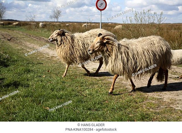 sheep Ovis domesticus - National Park Dwingelderveld, Dwingelose Heide, Dwingeloo, Drenthe, The Netherlands, Holland, Europe
