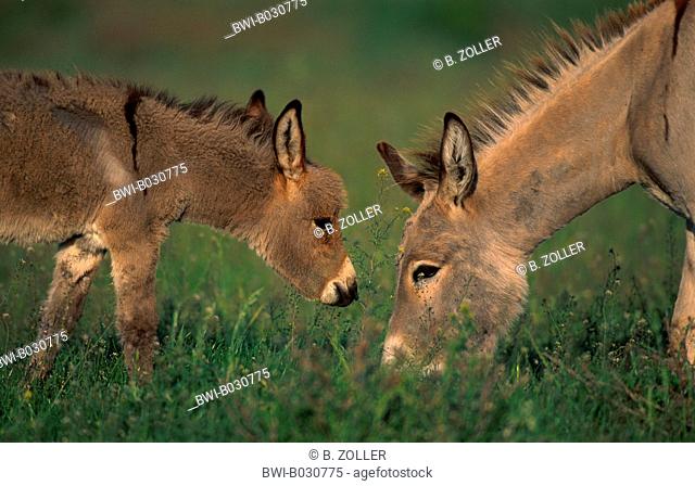 domestic donkey (Equus asinus f. asinus), mare with foal, browsing, Hungary