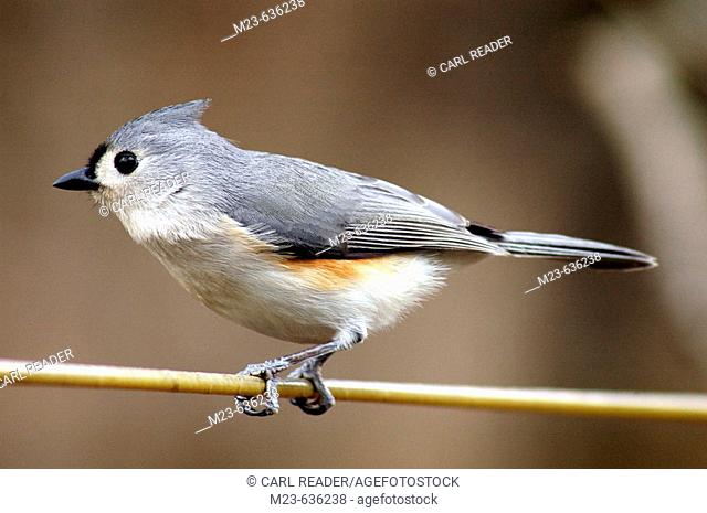 A tufted titmouse  (parus bicolor), gets ready to take off, Pennsylvania, USA