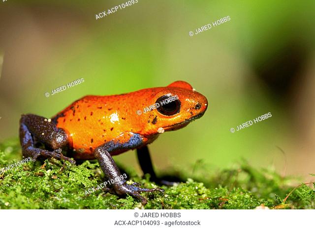 Strawberry poison dart frog, Oophaga pumilio, Costa Rica, Central America