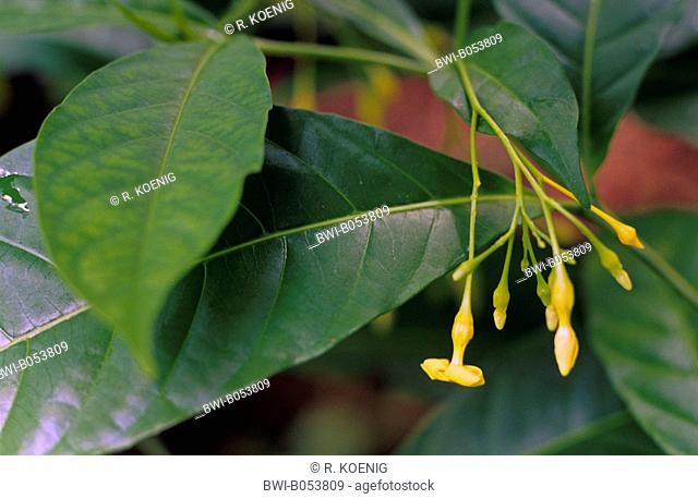 Iboga, Black bugbane (Tabernanthe iboga, Tabernanthe bocca, Tabernanthe pubescens, Tabernanthe tenuiflora), blooming