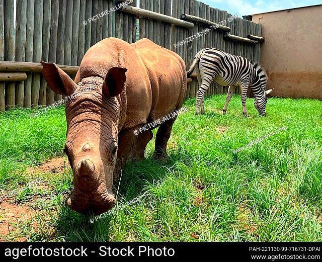 23 November 2022, South Africa, Mbombela: Baby rhino Daisy and baby zebra Modjadji graze together in their enclosure. Both were rescued as orphaned babies from...