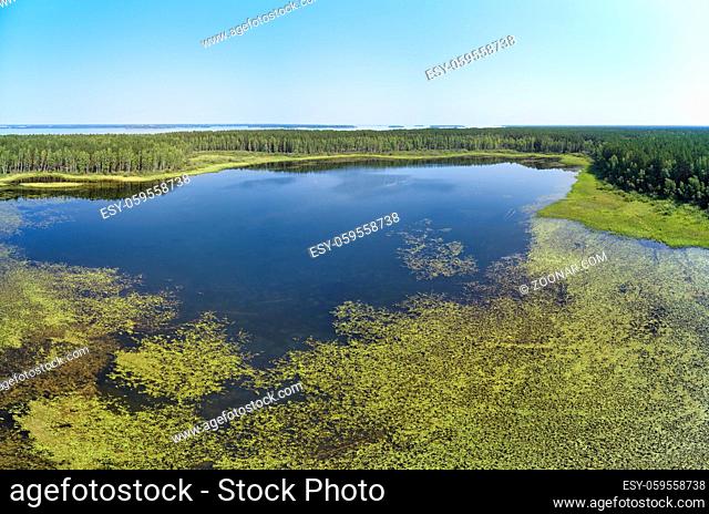 Aerial photo panorama of forest boggy lake in the Karakansky pine forest near the shore of the Ob reservoir. Siberia, Russia