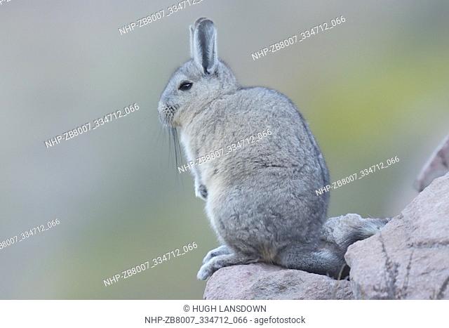 Southern Viscacha (Lagidium viscacia) Adult on lookout at the Colca Canyon in the Andes Mountains, Peru, South America
