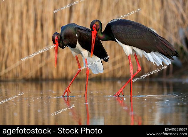 Couple of black storks, ciconia nigra, walking side by side during courting ritual in wetland. Affection between two elegant birds with long legs and dark...