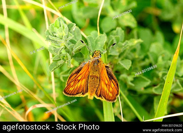 Lulworth Skipper, Thymelicus aceton, Hesperiidae, butterfly, insect, animal, Canton of Valais, Switzerland