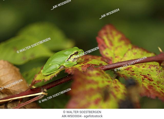 Common tree frog (Hyla arborea) sitting in an autumn colored blackberry bush in Echt in the Netherlands