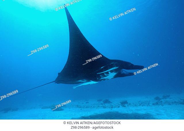 Manta ray (Manta birostris). Tropical to warm temperate waters in all oceans