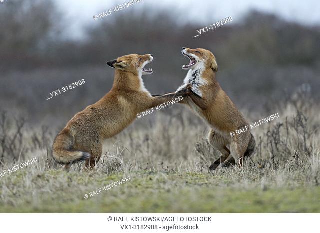 Red Foxes ( Vulpes vulpes ), two adults, on hind legs, agressive fight, fighting, threatening, wide open jaws, attacking each other, wildlife, Europe