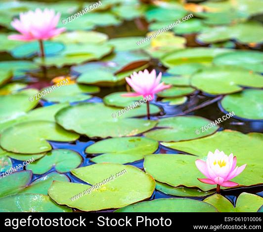 This is a living water lily (no studio photo) with natural sunlight. Useful for romantic and calm concepts
