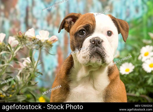 Continental Bulldog puppy outdoors in the garden