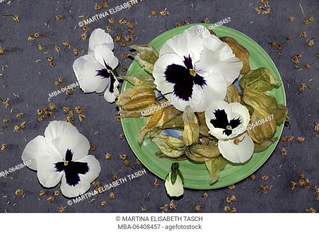 Physalis with white pansies