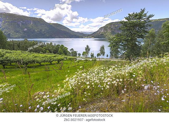 fjord landscape with flowers and fruit trees, ornes, Norway, view to the Lustrafjorden and Balestrand, Sognefjorden