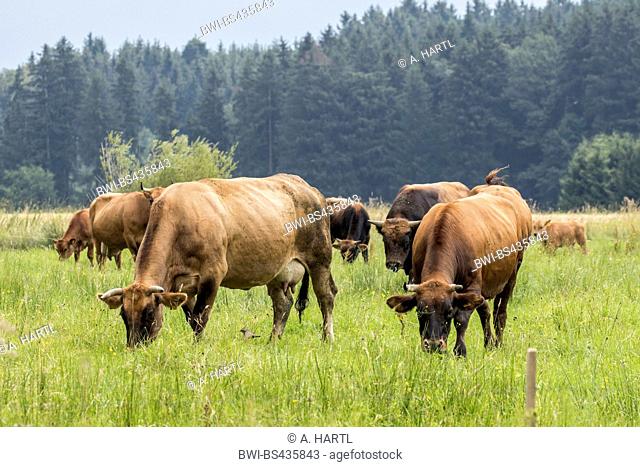domestic cattle (Bos primigenius f. taurus), herd on a pasture, Germany, Bavaria, Lake Chiemsee
