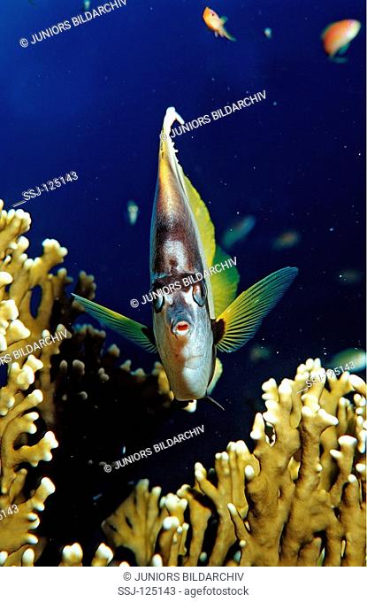 Red Sea Bannerfish, Heniochus intermedius, Egypt, Shaiab Marksur, Red Sea