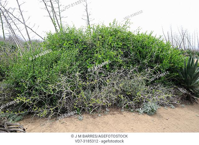 Arto (Ziziphus lotus) is a prickly deciduous shrub native to southeastern Spain, north Africa and Arabia. This photo was taken in Cabo de Gata Natural Park