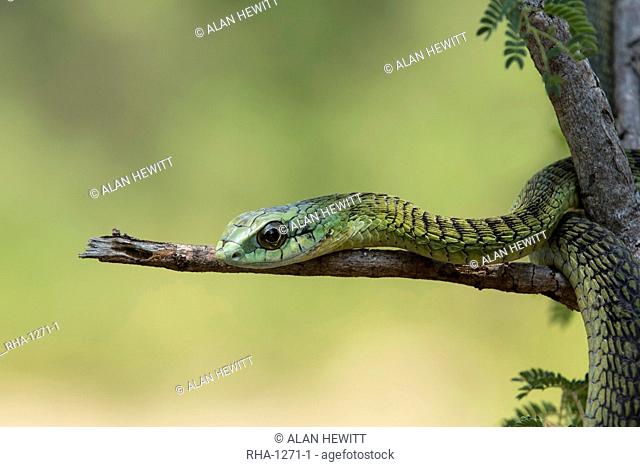 Boomslang (tree snake) (Dispholidus typus), Hoedspruit, Greater Kruger, South Africa, Africa