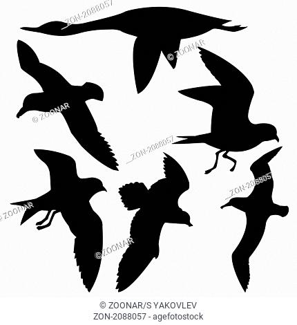 vector silhouette flying birds on white background