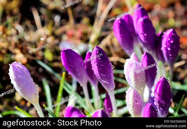 Selective focus on purple crocus flowers with raindrops on it growing outside