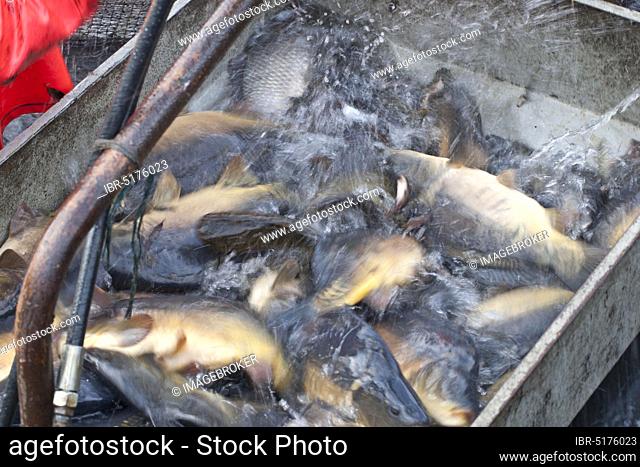 Fish in lifting device, fishing of carp pond, carp, Stradower Teiche, Vetschau, Spreewald, Brandenburg, Germany, Europe