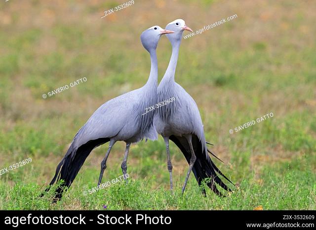 Blue Crane (Grus paradisea), two adults standing on the ground, Western Cape, South Africa
