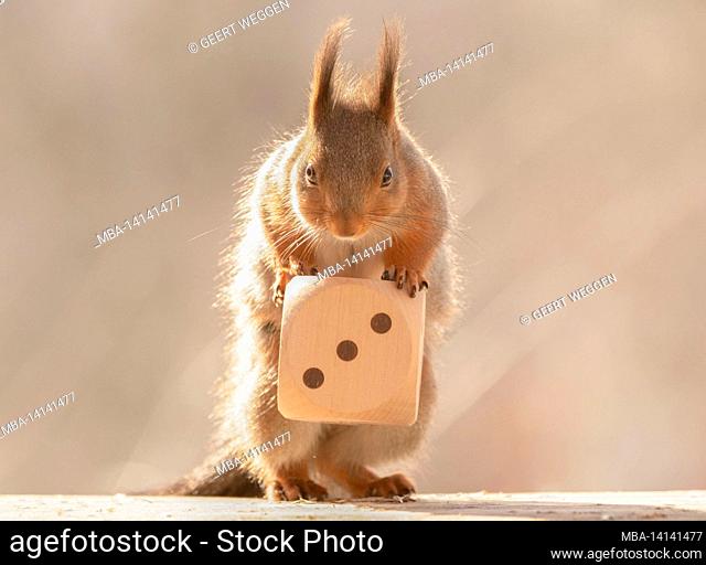 red squirrel is leaning on an big dice with number three