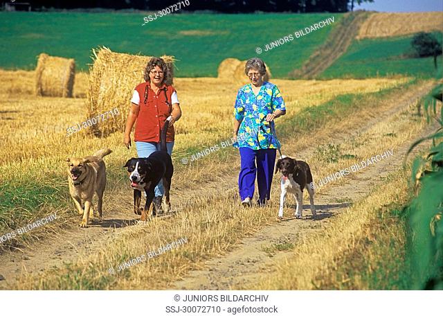 Spaziergang mit Hunden
