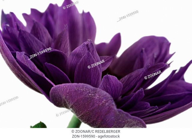 purple Anemone before white