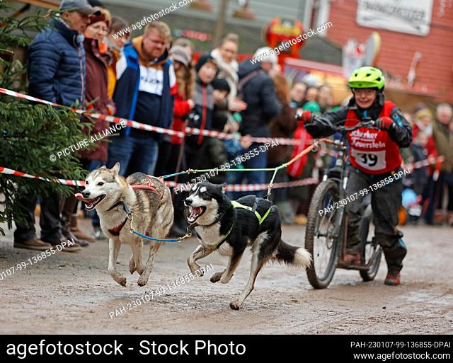 07 January 2023, Saxony-Anhalt, Hasselfelde: A participant of the 22nd International Sled Dog Race in the western town of Pullman City Harz during the lap chase