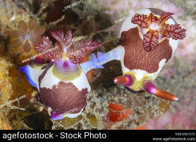 mating sea slugs or nudibranchs, Nembrotha chamberlaini, Lembeh Strait, North Sulawesi, Indonesia, Pacific
